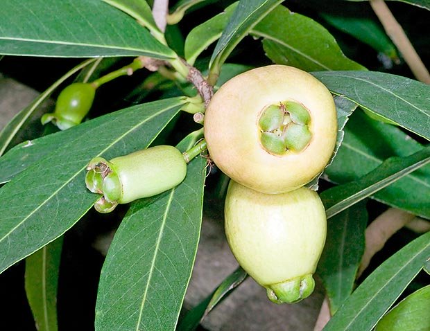 Rose Apple